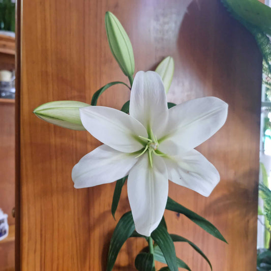 Lilium oriental blanco perfecto para regalos, con varias flores en un mismo tallo, es ideal para cualquier ocasión especial.